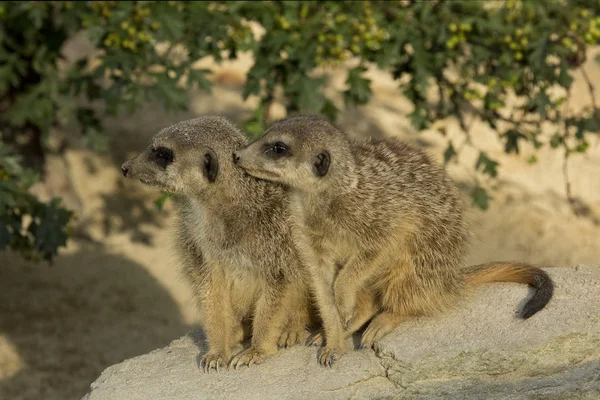 Suricata (suricata suricatta). — Fotografia de Stock