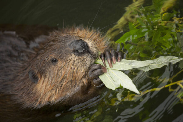 Eurasian beaver (Castor fiber) .