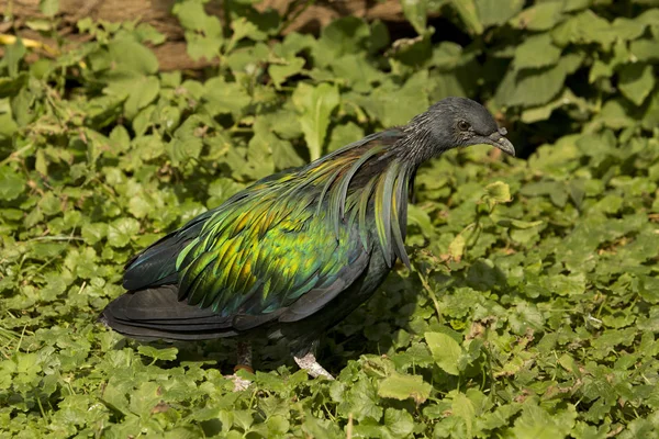 Pigeon Nicobar sauvage (Caloenas nicobarica)). — Photo