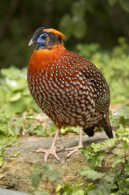 Temminck's tragopan (tragopan temmincki)