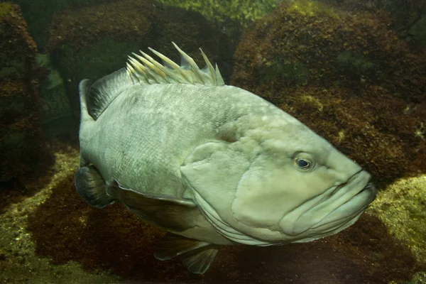 Сутінкового морський окунь (Epinephelus marginatus ) — стокове фото