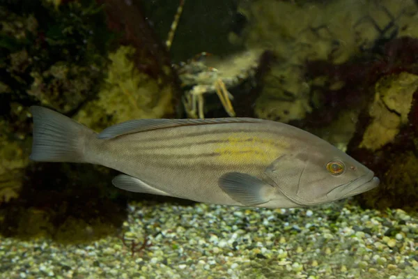 Goldblotch Grouper (Epinephelus costae ) — Stock Photo, Image