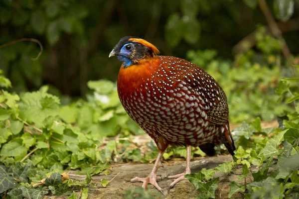 Tragopan de Temminck (Tragopan temminckii ) — Fotografia de Stock