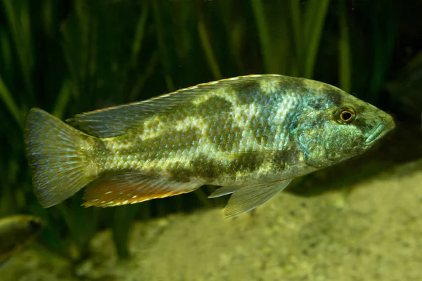 Leopardenbuntbarsch (nimbochromis polystigma)). — Stockfoto