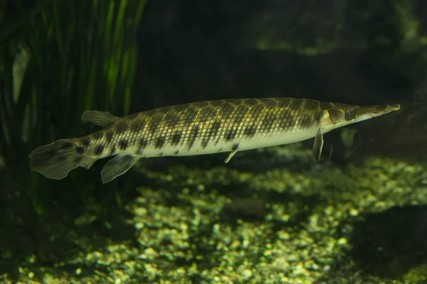 Gevlekte Gar (Lepisosteus Oculatus). — Stockfoto