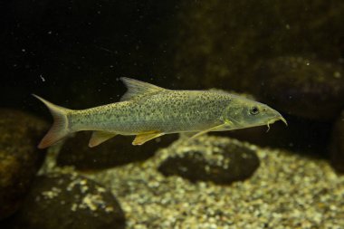 Avrupa karakeçi (barbus barbus).