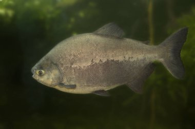 Tambaqui (Colossoma makropomum). Pacu Noir..