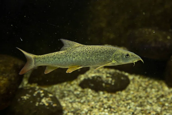 Európai márna (barbus barbus). — Stock Fotó