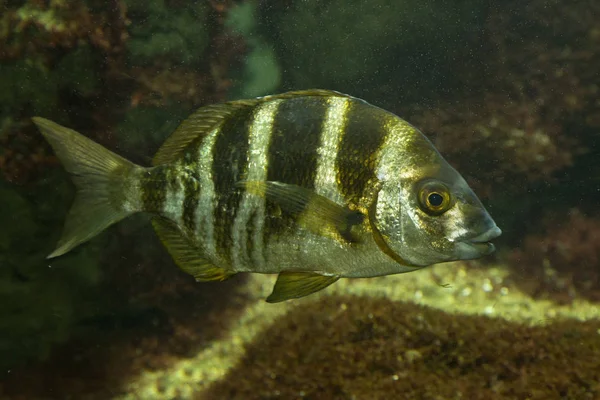 Pięć banded leszcz (Diplodus jeleni). — Zdjęcie stockowe