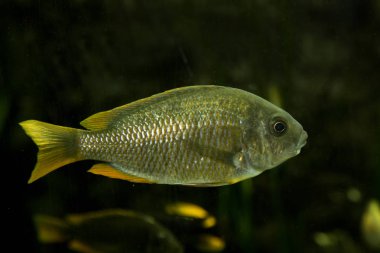 Copadichromis borleyi Kadango (Kadango kırmızı Fin, Haplochromis borleyi redfin, Haplochromis goldfin).
