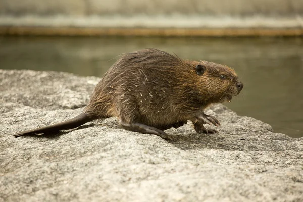 Eurasian beaver (Castor fiber) . — Stock Photo, Image