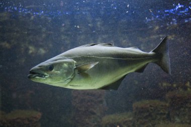 Saithe (Pollachius virens)