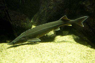 SterIeti (acipenser ruthenus). 