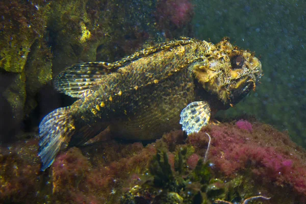 Black scorpionfish (Scorpaena porcus) — Stock Photo, Image