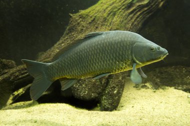 Çim sazan (Ctenopharyngodon idella). 
