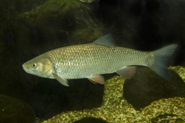 European chub (Squalius cephalus). clipart