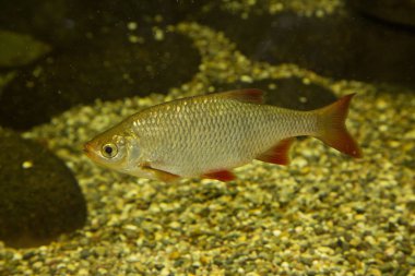 Rudd (Scardinius erythrophthalmus).