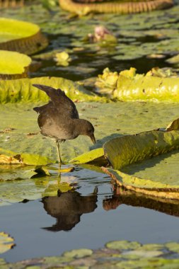 Ortak moorhen (Gallinula chloropus) ve beyaz lotus (Victoria amazonica)