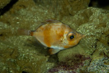 Boarfish (Capros aper).