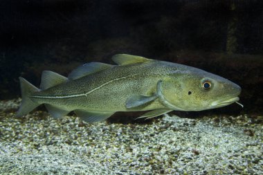 Atlantic cod (Gadus morhua)  clipart
