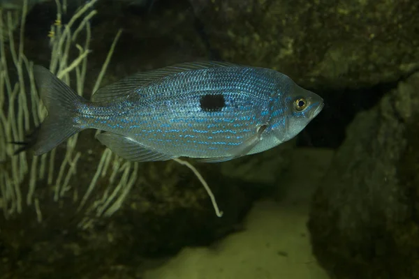 Egyhangúbb nyurgadurbincs (a Spicara tartozó). — Stock Fotó