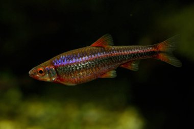 Gökkuşağı Parlatıcı (Notropis chrosomus).