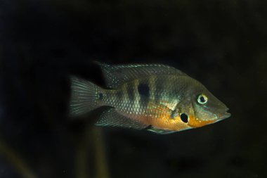  Firemouth Çiklit (Thorichthys meeki).