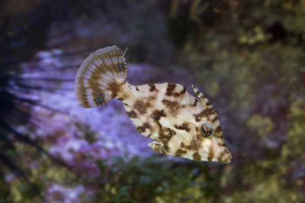 Kıl kuyruk filefish (Acreichthys tomentosus).
