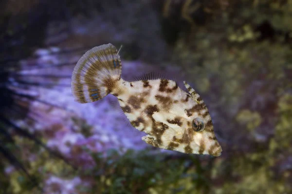 다름-꼬리 filefish (Acreichthys tomentosus). — 스톡 사진