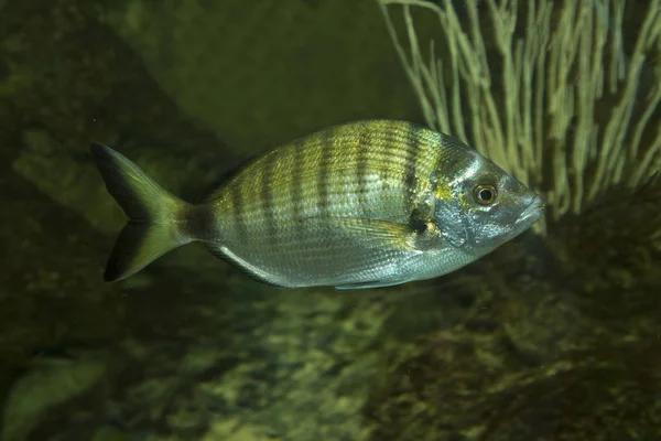 Salmerino muso affilato (Diplodus puntazzo ). — Foto Stock