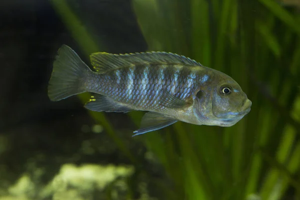 길게 Mbuna (Pseudotropheus elongatus). — 스톡 사진