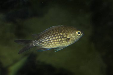  Ederler (krom krom).