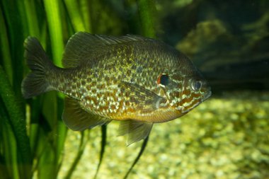 Kabak (Lepomis gibbosus). 