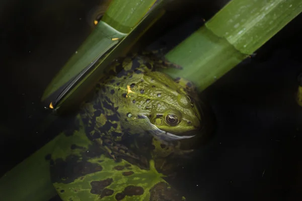 Skřehotavý (Rana ridibunda). — Stock fotografie