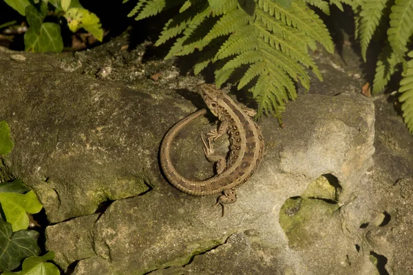 Homokgyík (Lacerta agilis)). — Stock Fotó