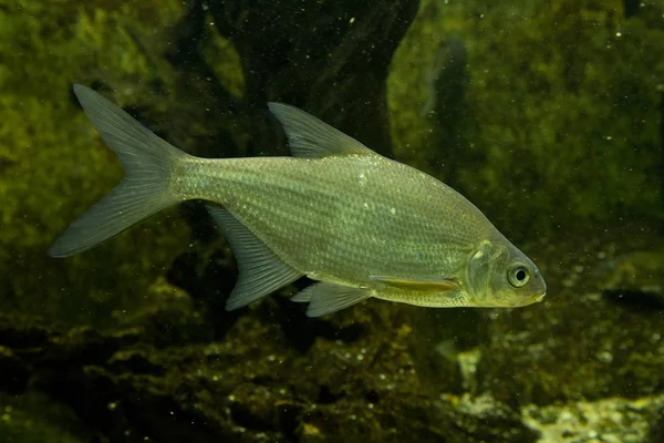 실버 화이트 도미, 도미 (Abramis bjoerkna, Blicca bjoerkna). — 스톡 사진