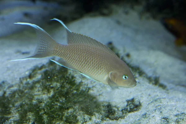 Pindani (Pseudotropheus socolofi, Chindongo socolofi) — Stockfoto