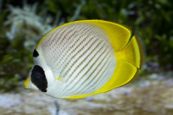 Onderwijs oog-patch koraalvlinder (Chaetodon adiergastos). — Stockfoto