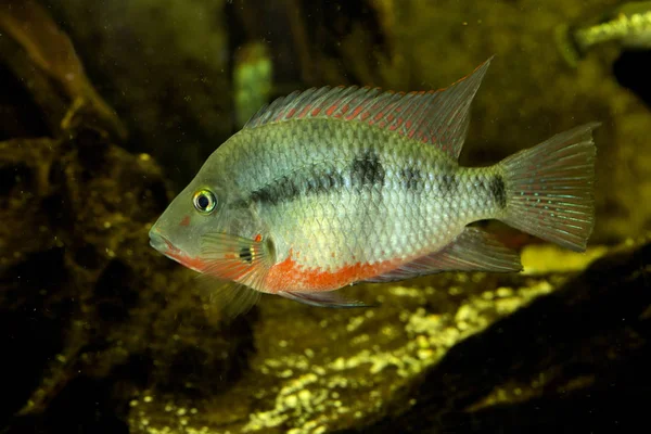 FireMouth sügér (Thorichthys meeki). — Stock Fotó