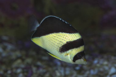Burgess'in Butterflyfish (Chaetodon burgessi).