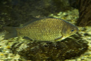 Prusya sazan (Carassius gibelio).