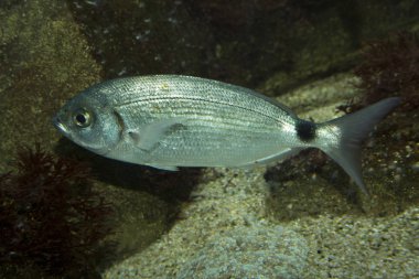Eyerlenmiş çupra (Oblada melanura).
