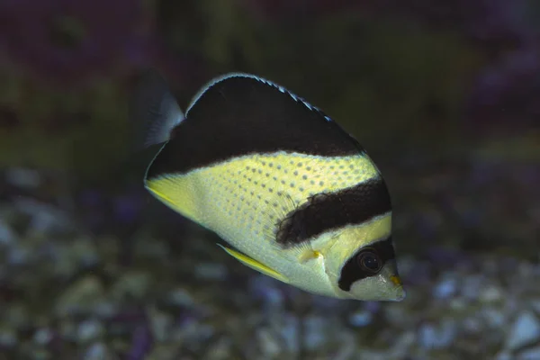 Pesce farfalla di Burgess (Chaetodon burgessi ). — Foto Stock