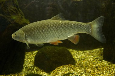 AK balık (Squalius cephalus)