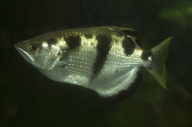 şeritli okçu balığı (toxotes jaculatrix).