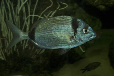 Yaygın iki şeritli çipura (Diplodus vulgaris).