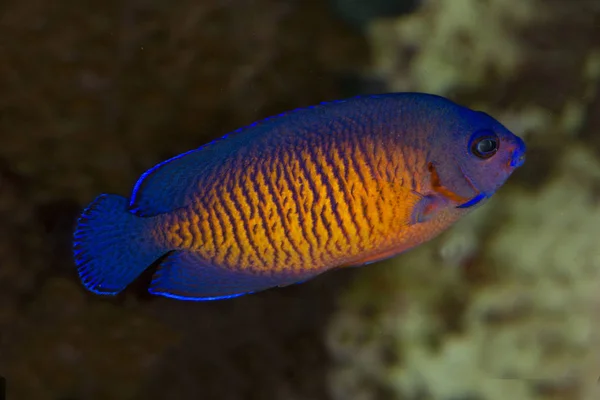 The twospined angelfish, dusky angelfish, or coral beauty (Centr — Stock Photo, Image