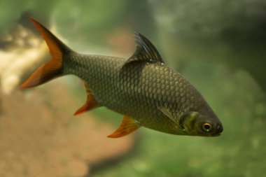  Folyo barb (Barbonymus schwanenfeldii).