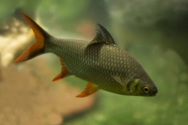  Folyo barb (Barbonymus schwanenfeldii).