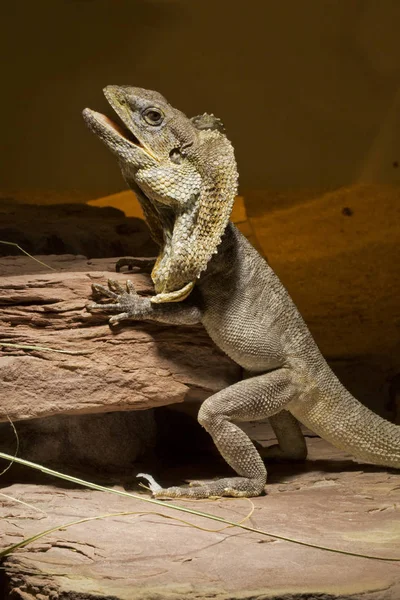 Szyi żabotowy lizard (Chlamydosaurus kingii ). — Zdjęcie stockowe